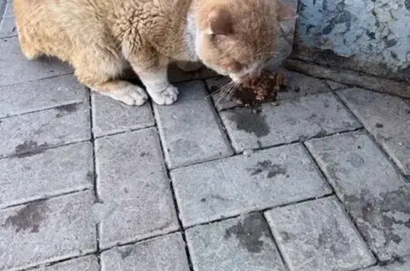 Кот найден у магазина, Ленина 124, Барнаул