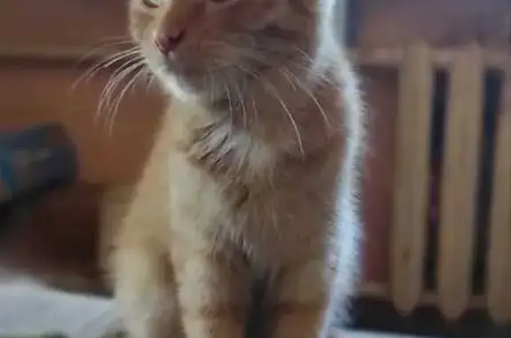 Кошки потеряшки, Тула, фото: Потеряшка кот Марсель, Красноглазовский пр., Тула