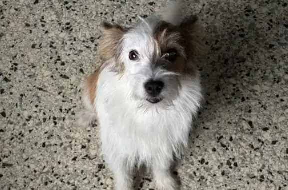 Найдена собака, Чебоксары, ул. Маркса, 31