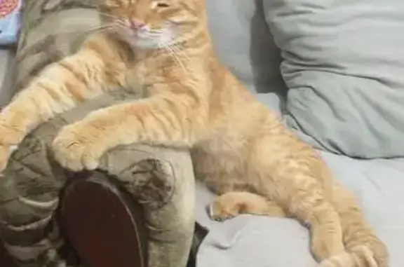 Найдена кошка, Чебоксары, фото: Найдена кошка, Чебоксары, Чувашия