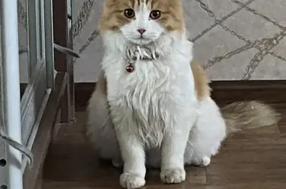 Найдена кошка, Новосибирск, фото: Найдена кошка у дома Котовского 40, Нск