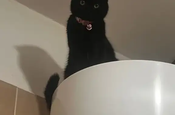 Пропала кошка, Камень-Рыболов, Приморье