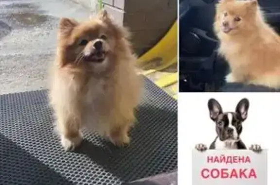 Собака найдена: Казань, Татарстан