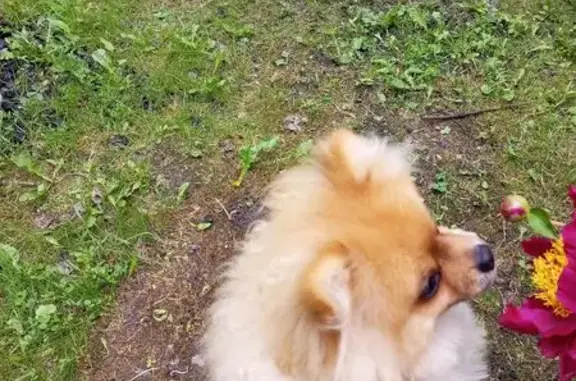 Пропала собака, ул. Радонежская 67А