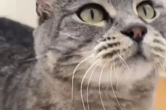 Пропала кошка, ул. Кислицина 88, Челябинск