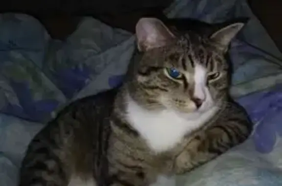 Пропала кошка, ул. Попова 7, Тюмень