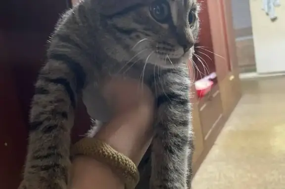 Кошка найдена: Волжской Флотилии, 37