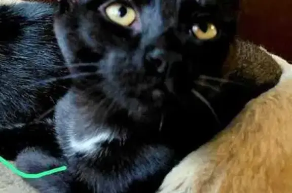 Пропала кошка, ул. Удальцова, 3 к2