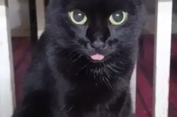 Пропала кошка, ул. Попова 7, Тюмень