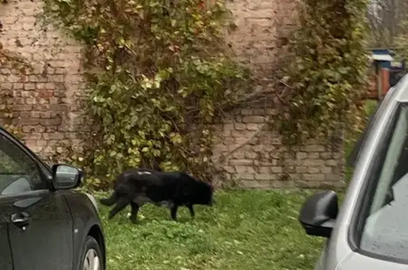 Собака найдена: пр. Стачек, 8А, СПб