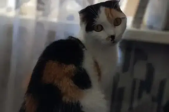 Пропала кошка, Краевая ул. 85, Барнаул