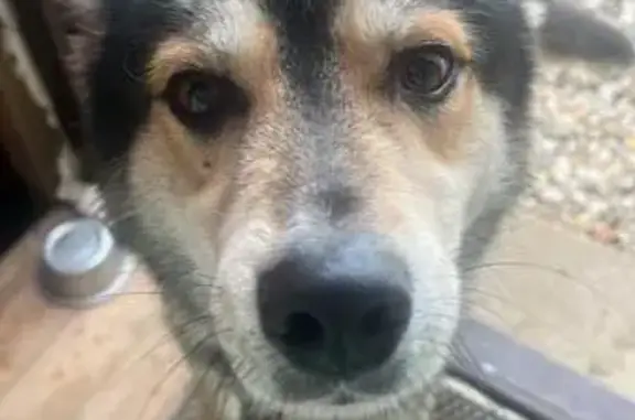 Найдена собака, Московская область, фото: Собака найдена в Новопетровском, МО