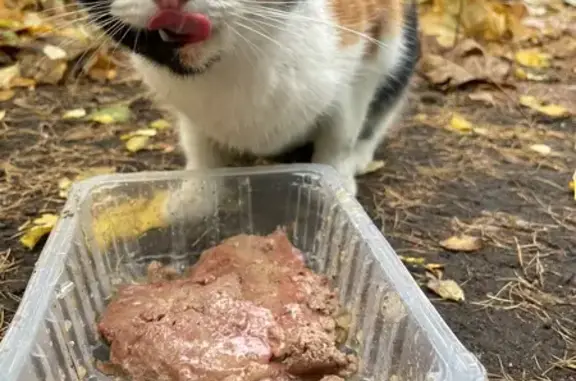 Найдена кошка, Московская область, фото: Найдена кошка, Московская обл.