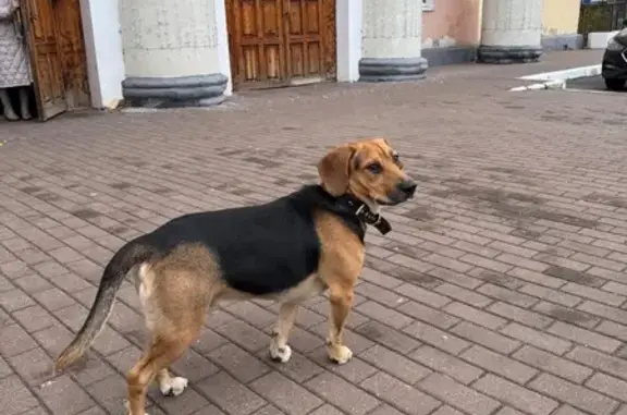 Собака найдена: ул. Тельмана, 78, Брянск