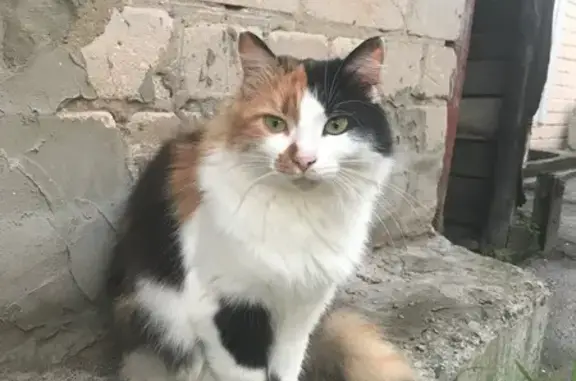 Пропала кошка, ул. Достоевского, 20