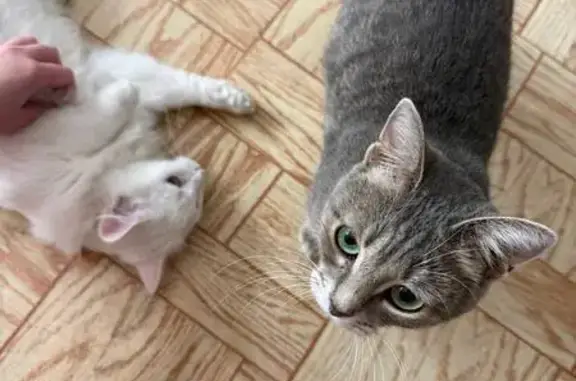 Пропала кошка, Комсомольская пл., 6 к2