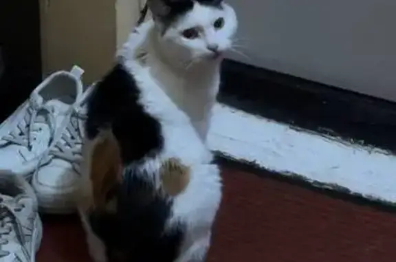 Пропала кошка, ул. Жердева, 68, Улан-Удэ