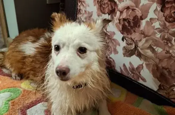 Найдена собака, Пермь, фото: Собака найдена на шоссе Космонавтов, 207