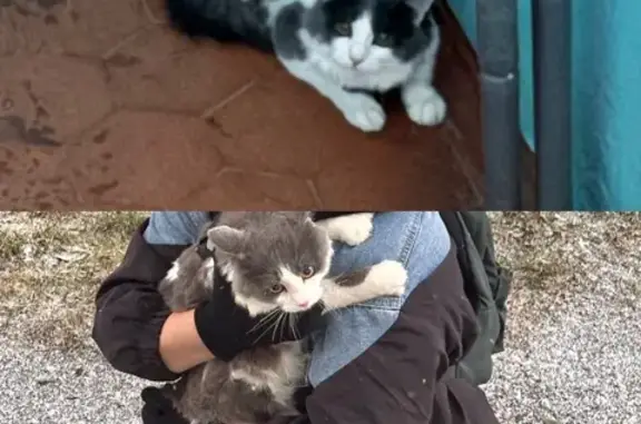 Найдена кошка, Иркутск, фото: Найдена кошка, Севастопольская 116, Иркутск