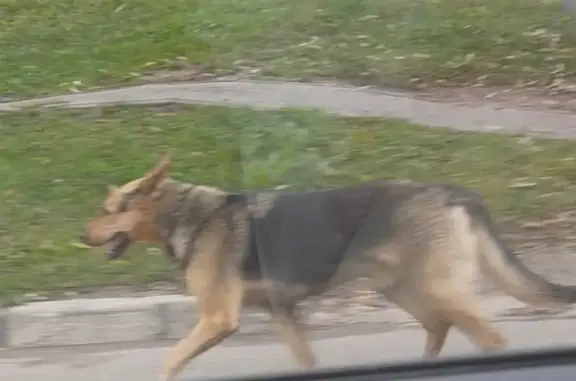 Собаки потеряшки, Москва, фото: Потеряшка собака, Машкинское шоссе, 1А