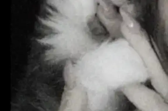 Пропала кошка, Козловская 43, Волгоград