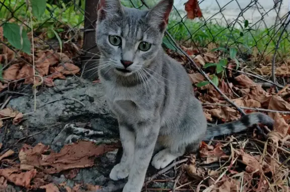 Пропала кошка с котятами, ул. Матросова