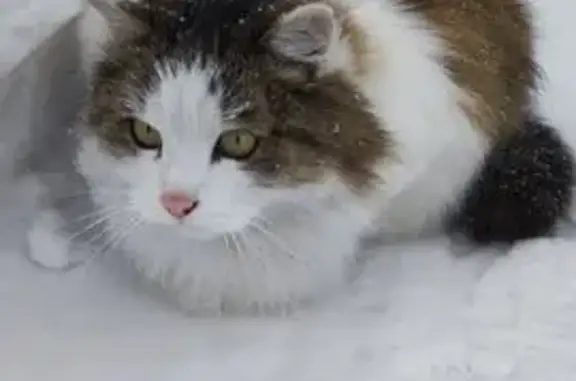 Кошки потеряшки, Набережные Челны, фото: Потеряшка кошка, Набережночелнинский 23В