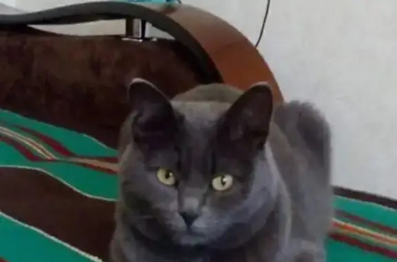 Кошки потеряшки, Ульяновск, фото: Потеряшка кошка, ул. Панорамная, 75