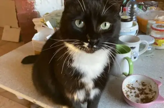 Пропала кошка, ул. Ткаченко 5А, Зеленоградск