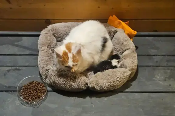 Найдена кошка, , фото: Кошка с котёнком найдена в Кошевом, 27К-128