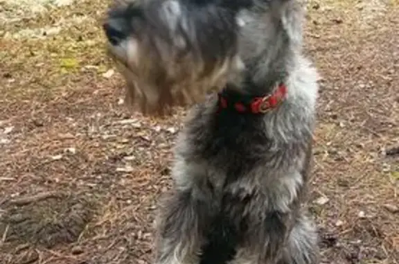 Пропала собака, ул. Деменева 8, Березники