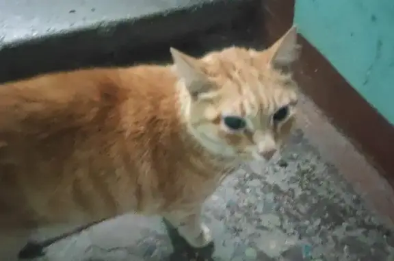 Кошка найдена на Малышева 17а, Екатеринбург