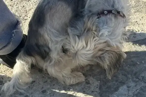 Собака найдена: ул. Аверкина, 2В к2, Ялта