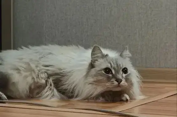 Найдена кошка, Томск, фото: Кошка найдена: Железнодорожная, 1, Томск