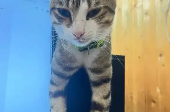 Кошки потеряшки, Сочи, фото: Потеряшка кот Симба, Новороссийское шоссе, Сочи