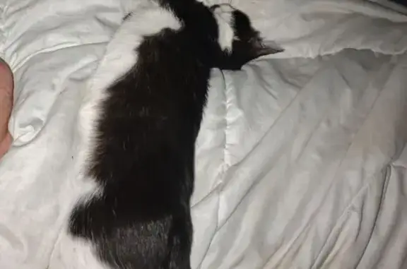 Пропала кошка, ул. Зелинского 15, Ярославль