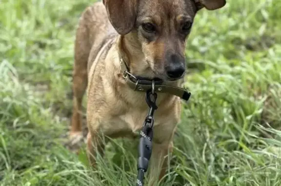 Пропала собака, Лесная ул., 13, Сарапул