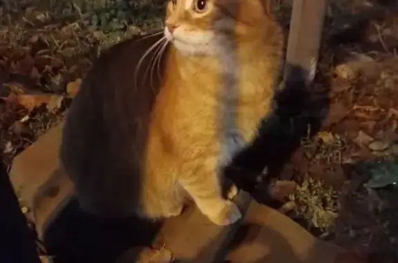 Кошка у памятника, ул. Кирова, Пенза