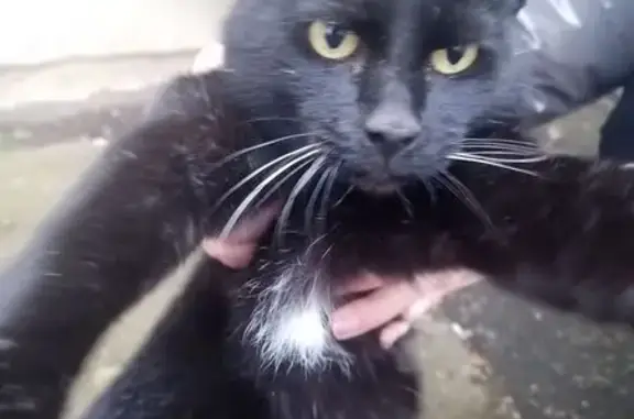 Найдена кошка, , фото: Кошка найдена: Ижевск, Удмуртия