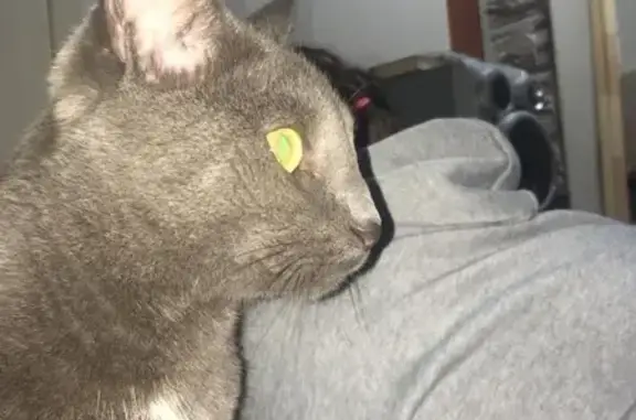 Кошки потеряшки, , фото: Потеряшка кошка, Мари-Луговая, Марий Эл