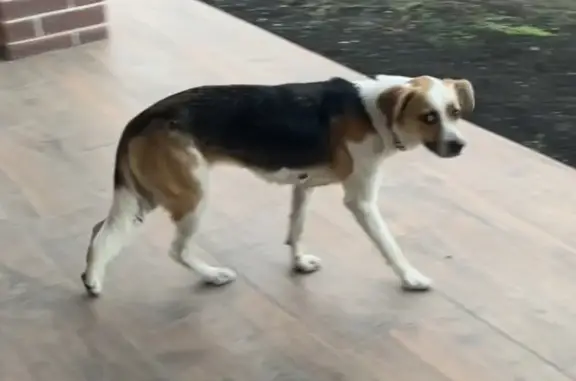 Найдена собака на ул. Некрасова, Щепкинское