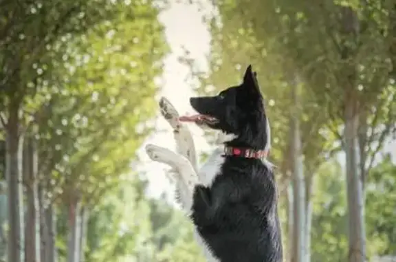 Пропала собака, ул. Беляева, 9, Ростов-на-Дону