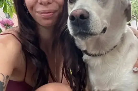 Собаки потеряшки, Воронежская область, фото: Потеряшка белая собака, Воронеж