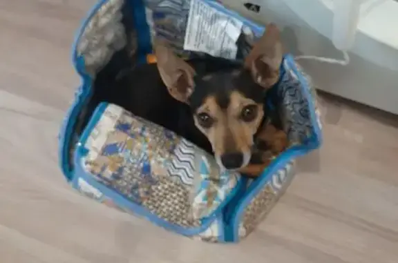 Собаки потеряшки, , фото: Потеряшка собака, Западный ж/м, Искитим