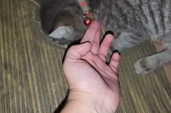 Найдена кошка, Астрахань, фото: Кошка найдена: ул. Джона Рида 29, Астрахань