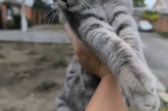 Пропал котенок, Литейная 180, Таганрог