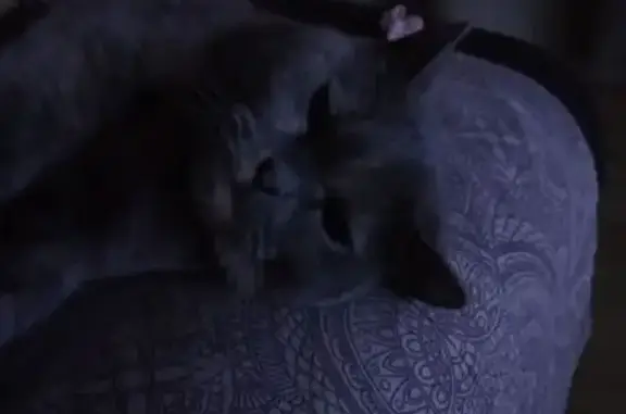 Пропала кошка, Абакан, пр. Дружбы, 44