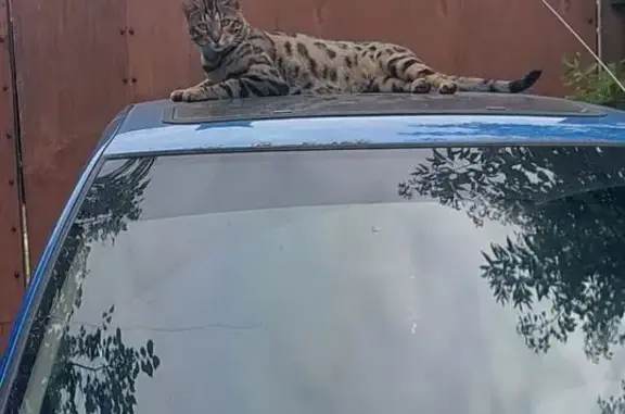 Кошки потеряшки, Пригородный, фото: Потеряшка кошка, Уральская 12, Пригородный