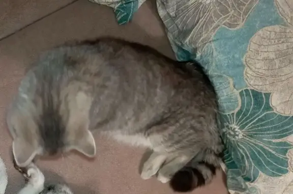 Пропала кошка, Волоколамский пр., 29, Тверь