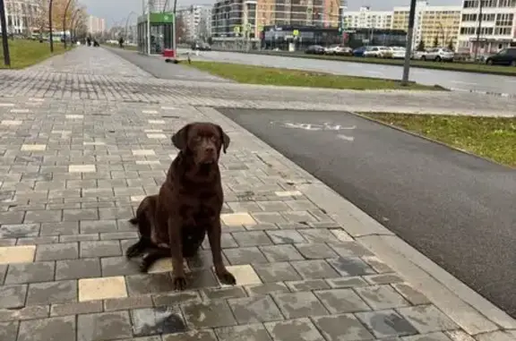 Пропала собака, Нижнекамск, Татарстан
